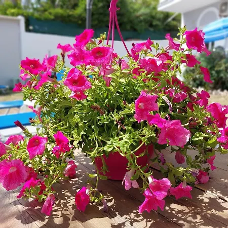 Apartment Leta Agios Georgios (Corfu)